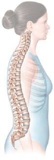 Low Back Pain Anatomy