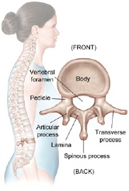 Low Back Pain Anatomy