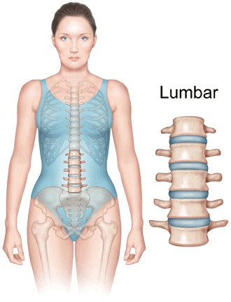 Lumbar Spine Anatomy 
