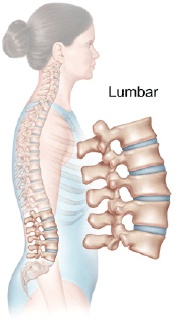 Lumbar Spine Anatomy 