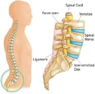 Spinal Fusion Glossary: Spine Basics