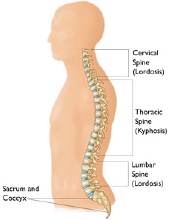 Spinal Fusion Glossary: Spine Basics